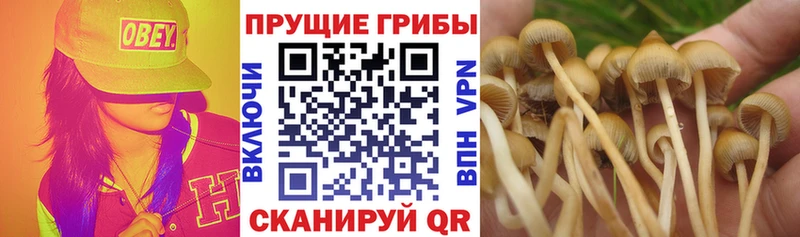 Псилоцибиновые грибы Psilocybe  купить наркотик  Абаза 